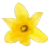 Стикер 31 Цветы - blossom flowers