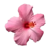 Стикер 57 Цветы - blossom flowers