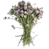 Стикер 9 Цветы - blossom flowers