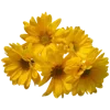 Стикер 59 Цветы - blossom flowers