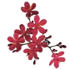 Стикер 55 Цветы - blossom flowers