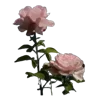 Стикер 51 Цветы - blossom flowers