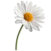 Стикер 33 Цветы - blossom flowers