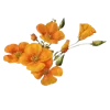 Стикер 58 Цветы - blossom flowers
