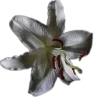Стикер 53 🤩 flowers - цветы