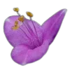 Стикер 41 🤩 flowers - цветы