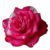 Стикер 46 🤩 flowers - цветы