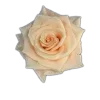 Стикер 27 🤩 flowers - цветы