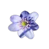 Стикер 3 🤩 flowers - цветы