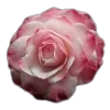 Стикер 51 🤩 flowers - цветы
