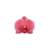 Стикер 24 🤩 flowers - цветы