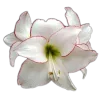 Стикер 38 🤩 flowers - цветы