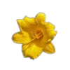 Стикер 6 🤩 flowers - цветы