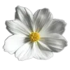 Стикер 39 🤩 flowers - цветы