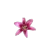 Стикер 23 🤩 flowers - цветы