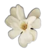 Стикер 13 🤩 flowers - цветы