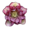 Стикер 49 🤩 flowers - цветы