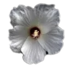 Стикер 60 🤩 flowers - цветы