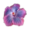 Стикер 9 🤩 flowers - цветы