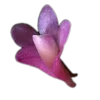 Стикер 40 🤩 flowers - цветы