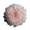 Стикер 5 🤩 flowers - цветы