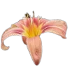 Стикер 14 🤩 flowers - цветы