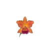 Стикер 29 🤩 flowers - цветы