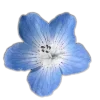 Стикер 11 🤩 flowers - цветы