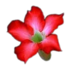 Стикер 37 🤩 flowers - цветы