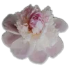 Стикер 35 🤩 flowers - цветы