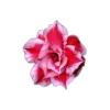 Стикер 8 🤩 flowers - цветы