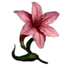 Обложка набора 🤩 flowers - цветы