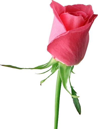 🌹 Стикер «цветочки» для Telegram