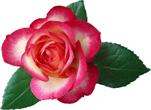 🌷 Стикер «цветочки» для Telegram