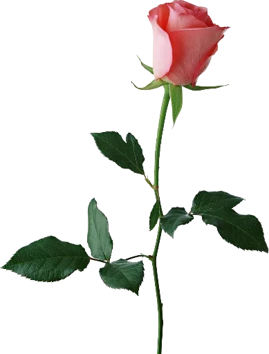 🌷 Стикер «цветочки» для Telegram