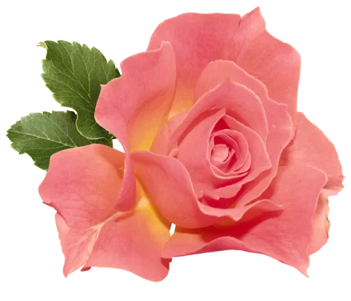 🌷 Стикер «цветочки» для Telegram