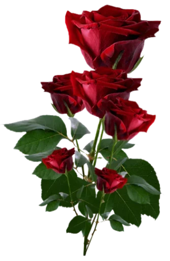 🌹 Стикер «цветочки» для Telegram