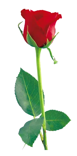 🌹 Стикер «цветочки» для Telegram