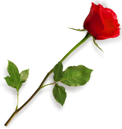 🌹 Стикер «цветочки» для Telegram
