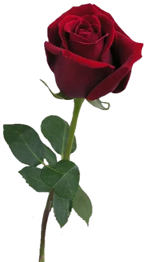 🌷 Стикер «цветочки» для Telegram