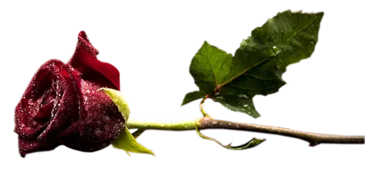 🌹 Стикер «цветочки» для Telegram