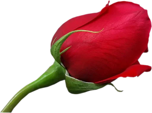 🌷 Стикер «цветочки» для Telegram
