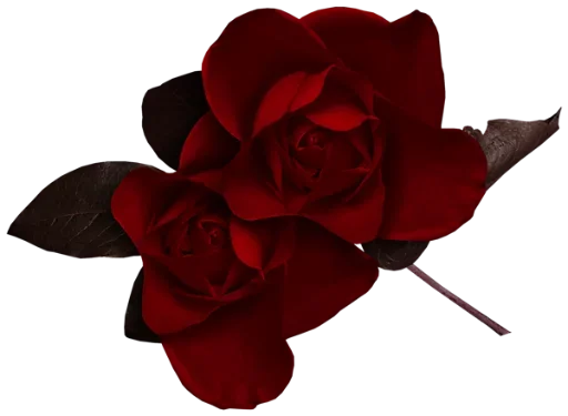 🌹 Стикер «цветочки» для Telegram