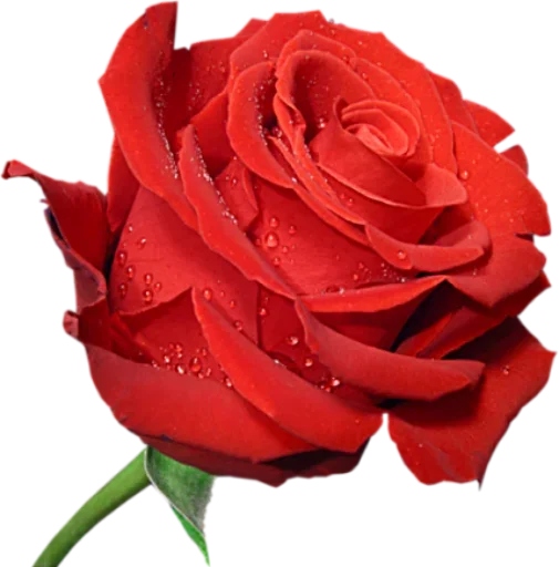 🌷 Стикер «цветочки» для Telegram