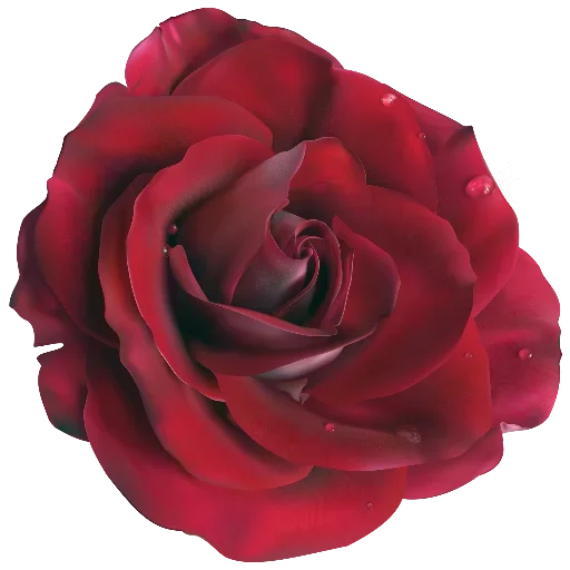 🌻 Стикер «цветочки» для Telegram