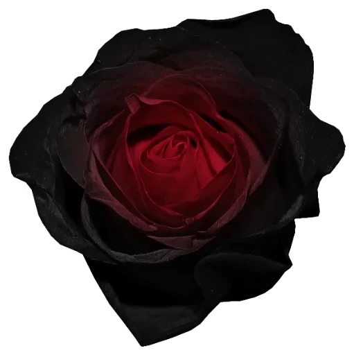 🌷 Стикер «цветочки» для Telegram