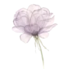 💜 Эмодзи «໒꒰ྀི´ ˘ ` ꒱ྀིა» для Telegram