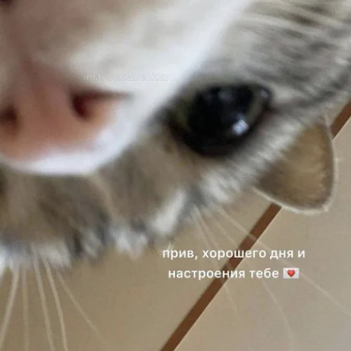 💌 Стикер «fluffy ambulance» для Telegram