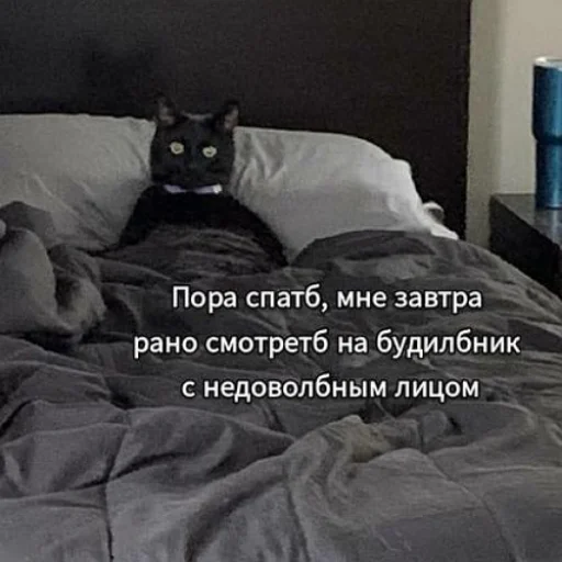 💤 Стикер «fluffy ambulance» для Telegram