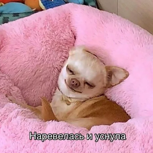💤 Стикер «fluffy ambulance» для Telegram